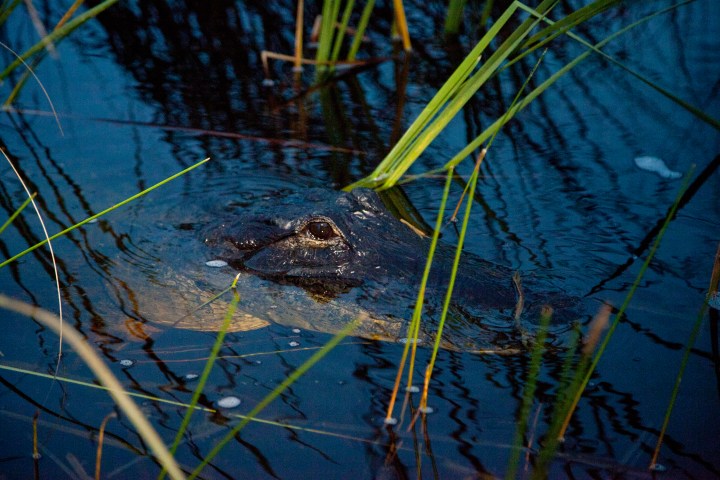 Gator at Sawgrass Recreation Park