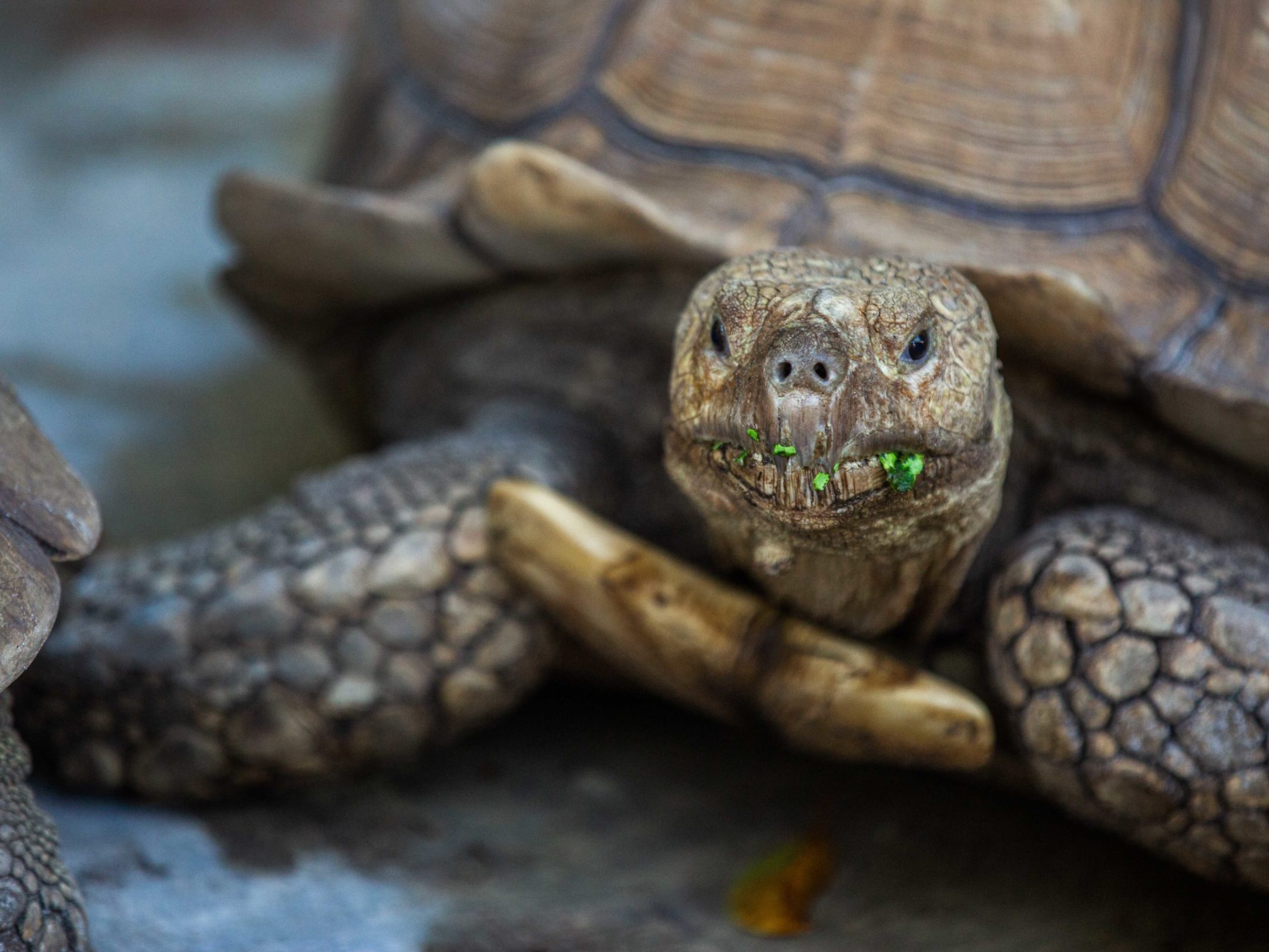 a close up of a turtle